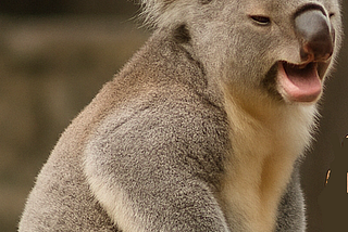 You think koalas are cute, cuddly, and chill? 🐨💤🌿