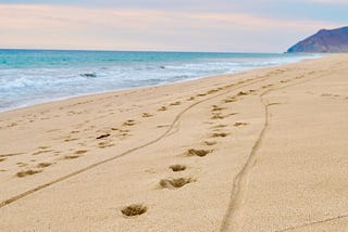 A Seat at the Table: Why Non-Alcoholic Wines Are Changing Corporate Events.