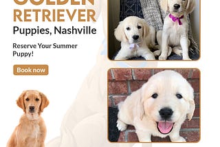 Golden Retriever Puppies Nashville