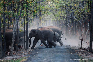 We need corridors to save Elephants