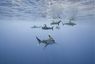 Trust Science, not Sensation, with Sharks