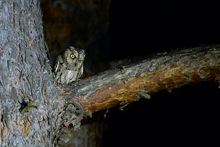 Night Owl (Poem)