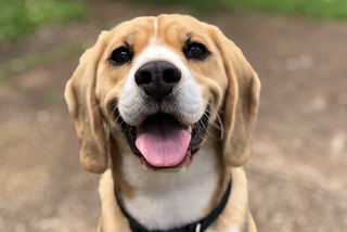 Post-religious pooch still thinks you’re cool