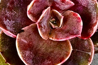 Plant Life And Human Evolution