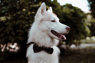 A white dog with a black tie looking to its left.