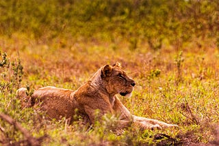 A Thrilling Adventure: Gir Safari Booking Guide
