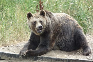 Life, LiBearty, and the pursuit of animal welfare