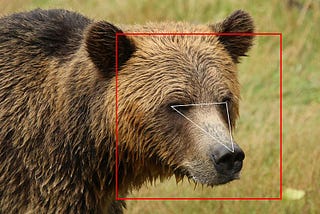 Facial Recognitions and Bears (Part 2/3 of Robotics and AI Mini-series)