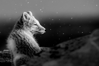 The ‘arctic fox’ model of software delivery