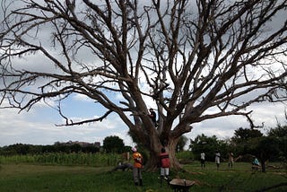 The Ghost In The Fig Tree
