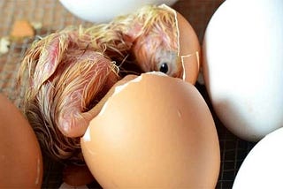 Kuluçkalık yumurta kalitesi