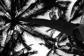 Palm Trees and Palm Fronds