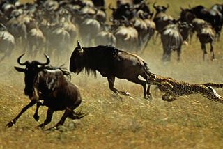 A cheetah chasing bison.