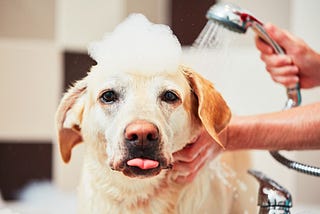 Bath time: how to wash your dog correctly