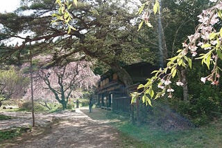 A traditional teahouse on a light-dappled path in a gorgeous rural setting, replete with cherry blossom tree in bloom