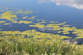 Why we need to report on the causes of Blue-green algae, not just its consequences