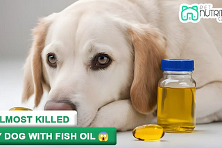 I Almost Killed My Dog With Fish Oil