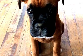 A solemn looking boxer puppy sitting on a wooden floor.