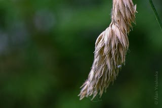 Very dry dangling grass stalk