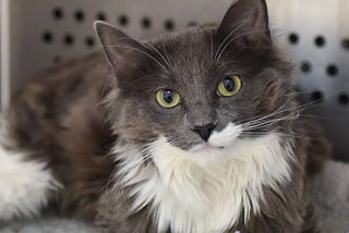 Benefits, Myths, and Risks of Self-Rehoming Pets