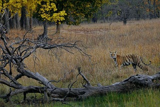 5 Best Places in India for Wildlife Safari