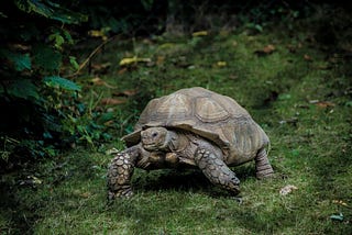A tortoise, kpop star and tiktoker