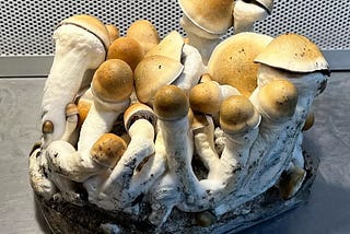 Psilocybin Mushrooms