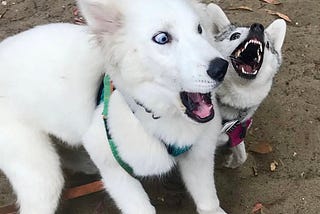 Humans and dogs receive, process, and react to events in similar ways.