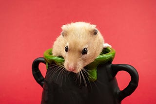 My Kitchen is a Del Webb for Community Minded Middle-Aged Mice
