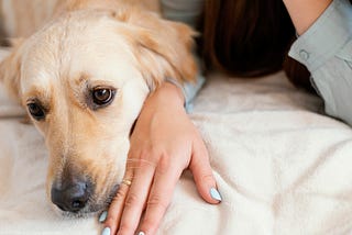 Dog Pregnancy: Tips and Preparations for a Safe and Happy Experience