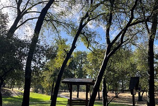 Dancing Trees