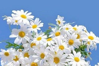 In loving memory of Daisy Asteraceae.