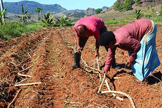 Fiji sugar farmers adapt to survive