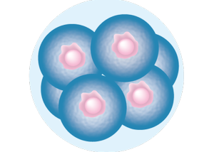 8-cell stage embryo by: Database Center for Life Science (DBCLS), CC BY 3.0 <https://creativecommons.org/licenses/by/3.0>, via Wikimedia Commons