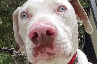 Mykos a Leopard Catahoula Dog face and snot view, all white with some brown spots.