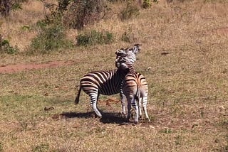 Where the Land Looks Back at You