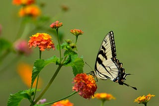 Be Like the Butterfly