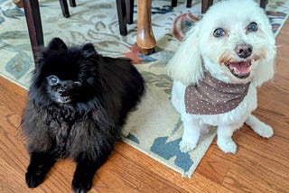 On Aging Pets and Anticipatory Grief
