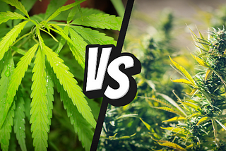 Diferentele dintre Canepa si Marijuana