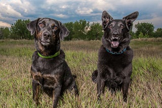 What Walking My Dogs Taught Me About Running A Business