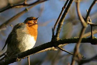 Why birdsong sounds beautiful to us…the evolutionary reasons