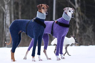 SIX TIMES GREYHOUNDS WORE SWEATERS BETTER THAN YOU
