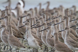 Cómo son y dónde viven las aves playeras