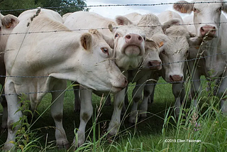 A group of light-colored cattle standing behind a wire fence in a grassy field. Several cattle face the camera while others stand close together with their heads turned in different directions. Tall grass and wild plants grow in the foreground, with trees and sky visible in the background.