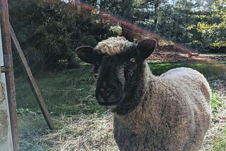 What I learned About Life From My Sheep