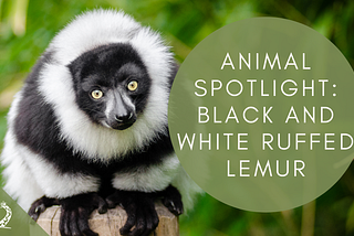 Animal Spotlight: Black and White Ruffed Lemurs