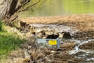 昆陽池公園 ヌートリア捕獲ワナ🪤 発見！😡