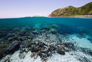 What happens when an underwater heatwave hits the Great Barrier Reef?