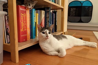 Cats in a bookshelf.