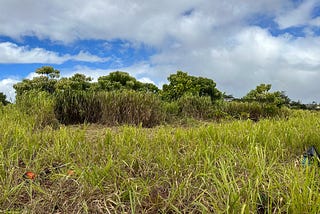 Invasive Species Are Threatening Hawai‘i’s Agricultural Future — Here’s What We Can Do About It